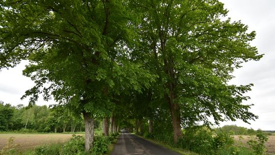 aleja drzew na trasie Kołczygłowy-Cetyń-Poborowo