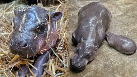 Wyjątkowe narodziny w gdańskim zoo! Na świat przyszedł hipopotam karłowaty