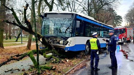 Wypadek autobusu w Sopocie. Kierowca zasłabł i uderzył w drzewo