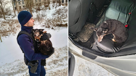 Władysławowo: Wystraszony i zziębnięty leżał w betonowym kanale. Uratował go policjant