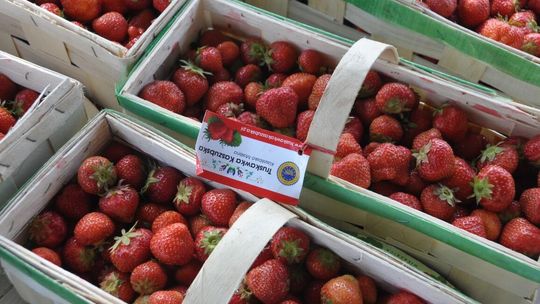 X Festiwal Truskawek Kaszubskich w Chmielnie z biciem rekordu na najdłuższą w Polsce tartę