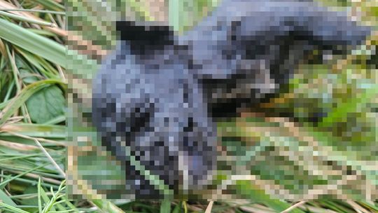 „Zabił je potwór”. W Sztumskim Polu ktoś wrzucił do stawu worek ze szczeniakami