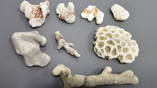 koralowce znalezione w bagażu, Gdańsk