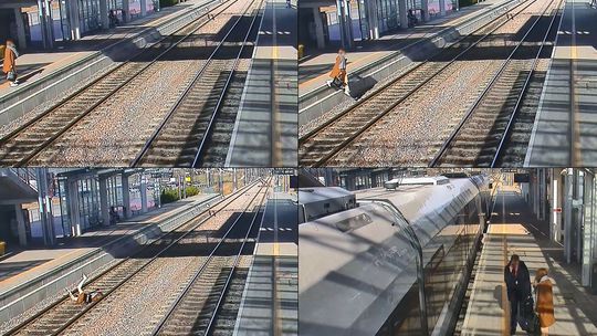 Zapatrzona w telefon kobieta spadła na tory, uderzając głową o szynę. PKM przestrzega Zapatrzona w telefon kobieta spadła na tory, uderzając głową o szynę. PKM przestrzega