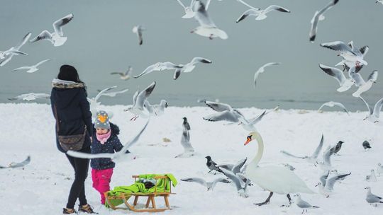 „Zawsze Pomorze” na zimę! Czas na dobry film, sanki albo narty