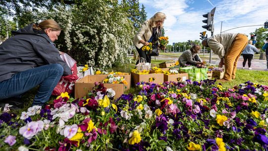 „Zbrataj się z bratkiem”. Gdańszczanie znów przygarnęli kwiaty