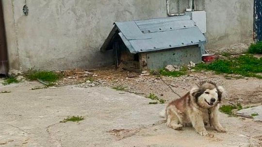 Znęcał się nad psem. Mieszkańcowi powiatu wejherowskiego grożą nawet 3 lata więzienia