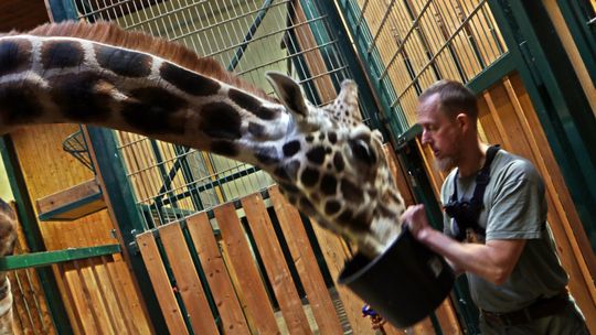 Zoo w Gdańsku: Samica żyrafy zastąpi 9-letniego samca