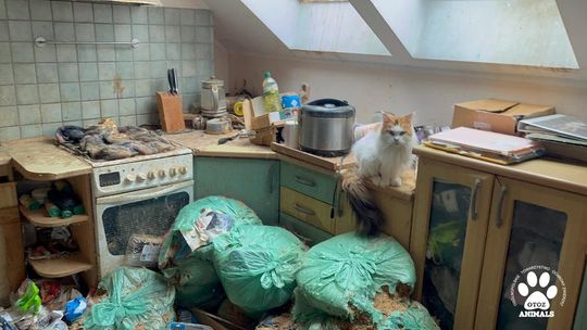 Zwłoki w zamrażarce, odchody i brud. Animalsi z Tczewa uratowali 28 kotów