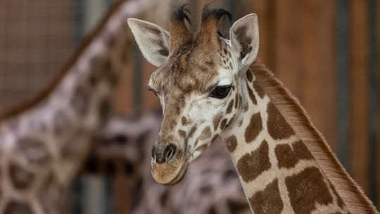 Cardi, nowa mieszkanka gdańskiego zoo
