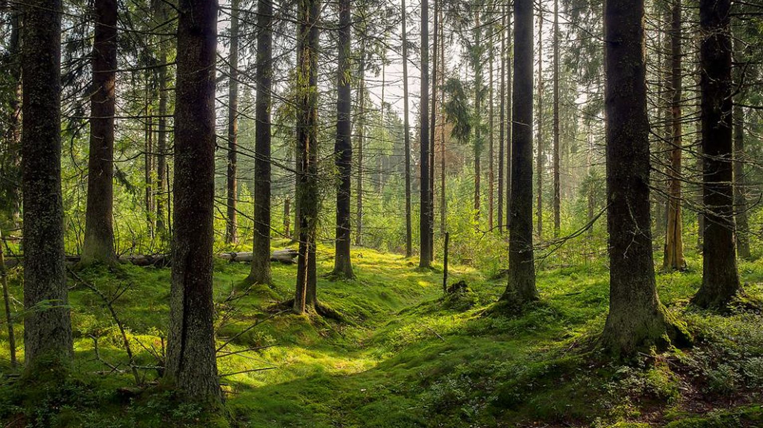 Chcą chronić parki krajobrazowe na terenie Pomorza. Kaszubski i Wdzydzki Park...