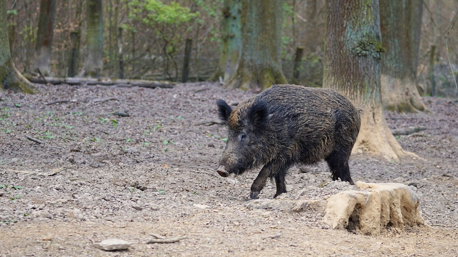 Kolejny krok obrońców dzików. Powstała petycja w sprawie zakazu odstrzału
