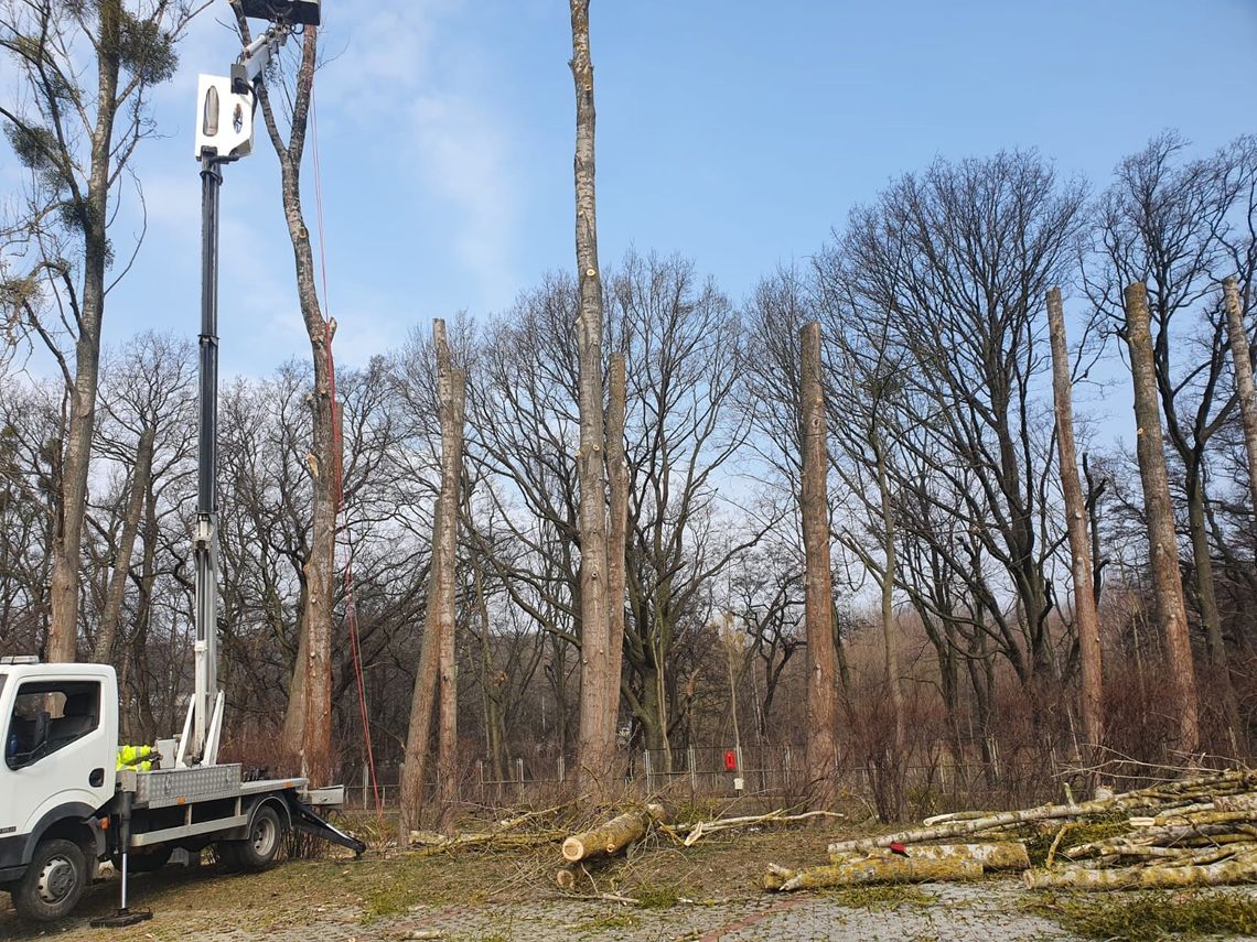 Wycinka drzew w marcu 2021 r. w Sopocie | źródło zdj. fb Marcina Skwierawiskiego
