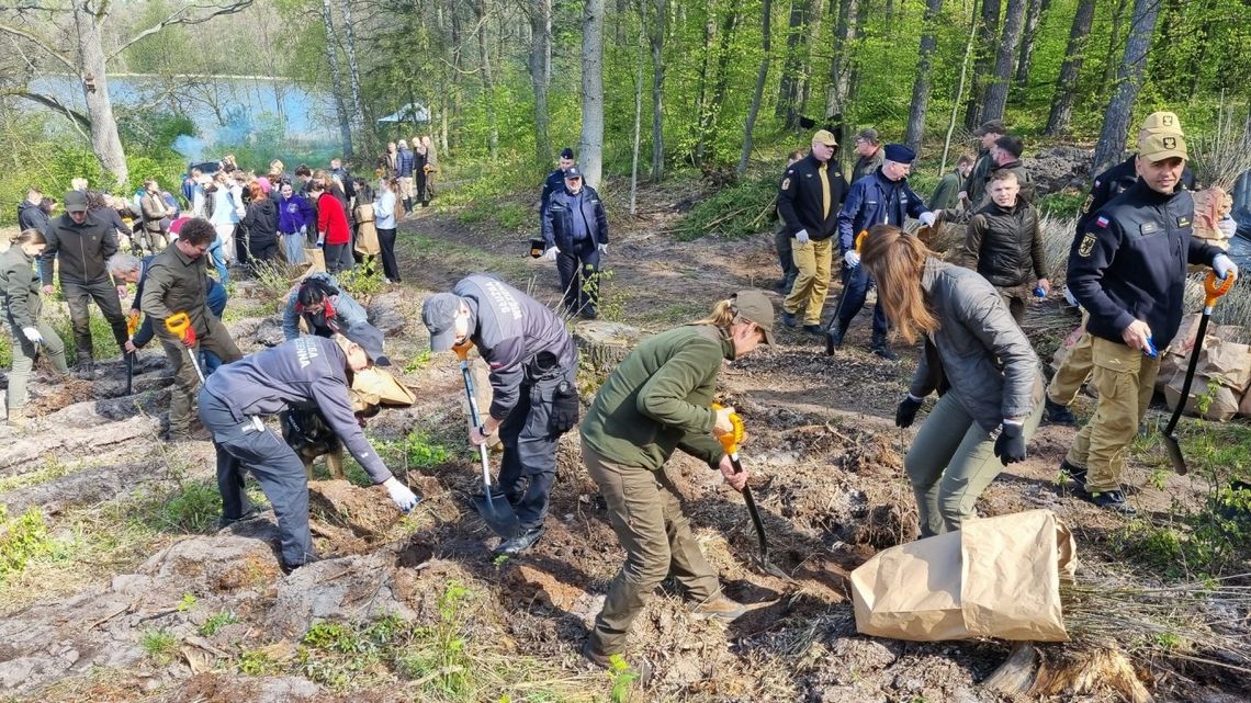 9000 nowych drzew posadzono w leśnictwie Kochanki