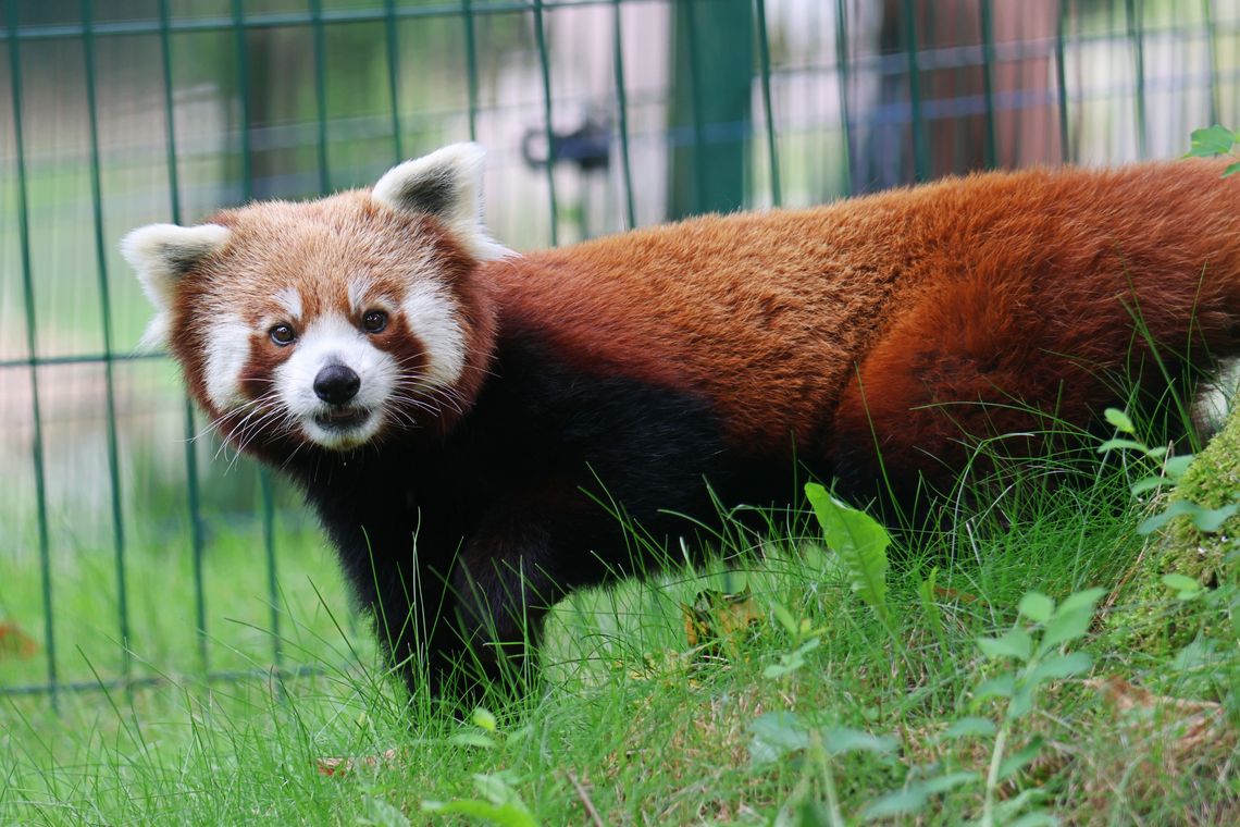 pandka ruda