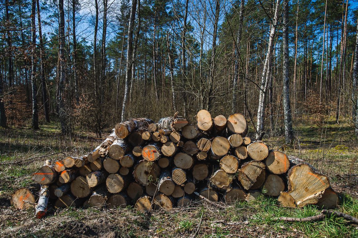 Akcja „Zostawmy Lasy”. Czy można pozwać leśników do sądu za wycinanie lasu? [VIDEO CZ. 1]