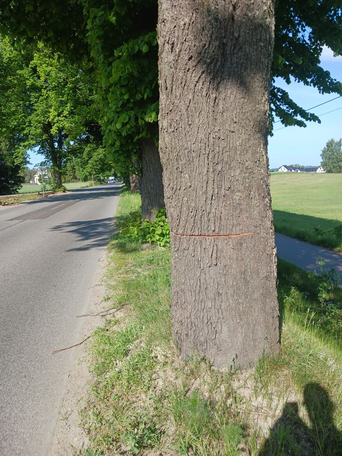 Ktoś podciął 13 drzew w gminie Sierakowice! Policja szuka sprawców i prosi o pomoc Ktoś podciął 13 drzew w gminie Sierakowice! Policja szuka sprawców i prosi o pomoc