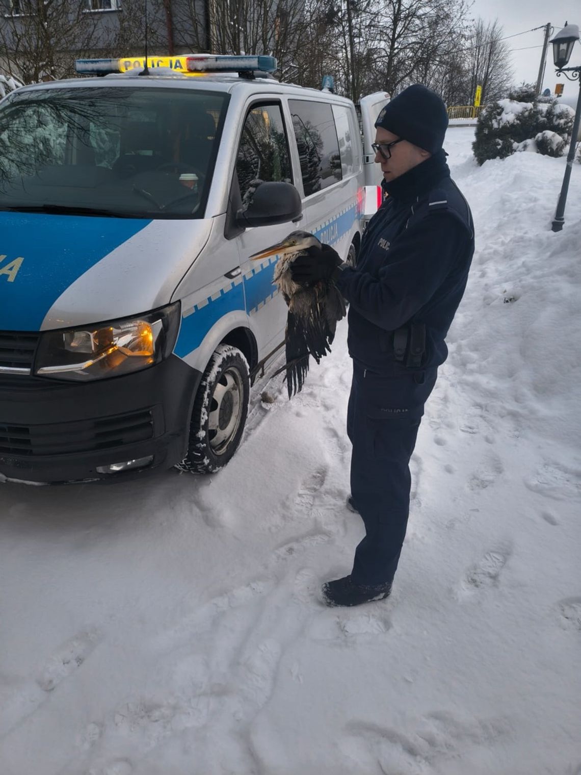 Alarm w Radunicy! Ptak został uwięziony w lodowatej pułapce akcja ratunkowa czapli, Radunica