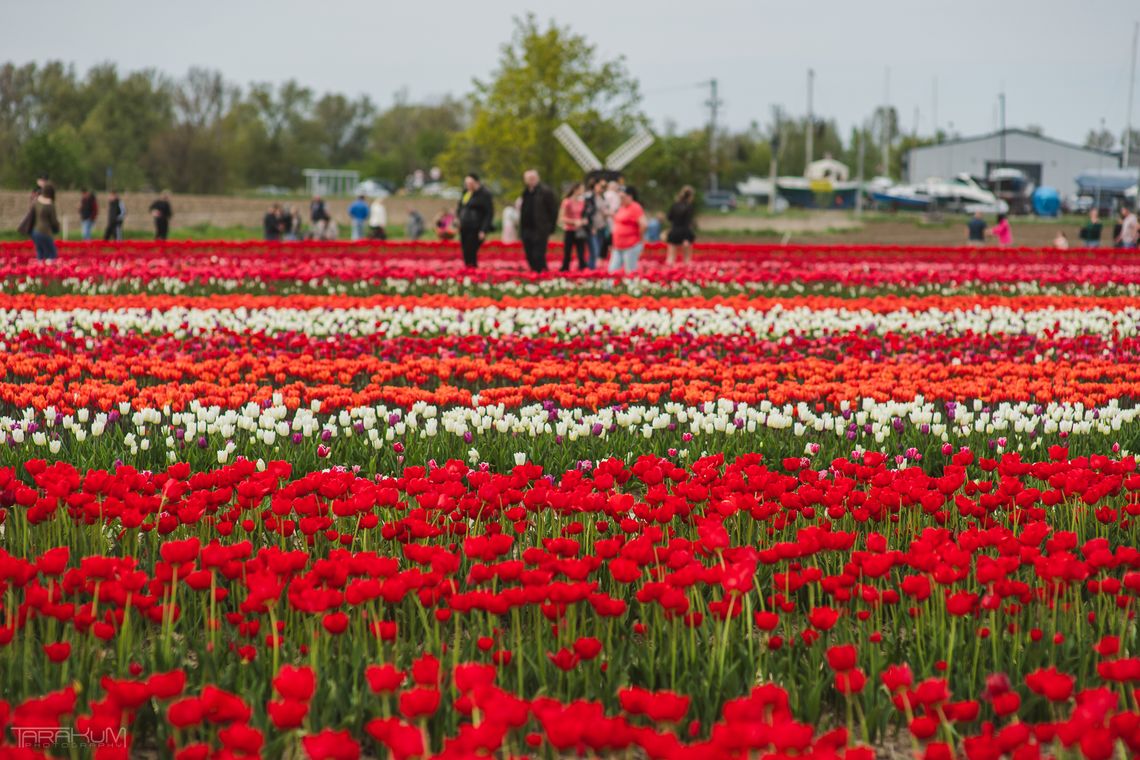Ale niespodzianka! O Rany, Tulipany już od wielkanocnego poniedziałku!
