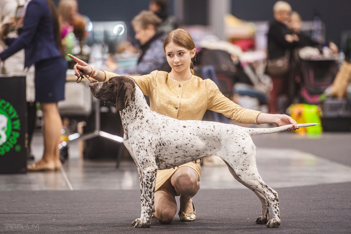 AmberExpo pełne czworonogów. Trwa Międzynarodowa Wystawa Psów Rasowych AmberExpo pełne czworonogów. Trwa Międzynarodowa Wystawa Psów Rasowych