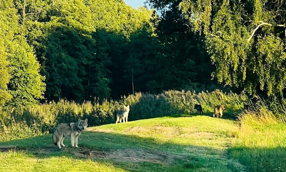 Atak wilków na owce w Zwartówku. Czy trop prowadzi do Wąglikowic?