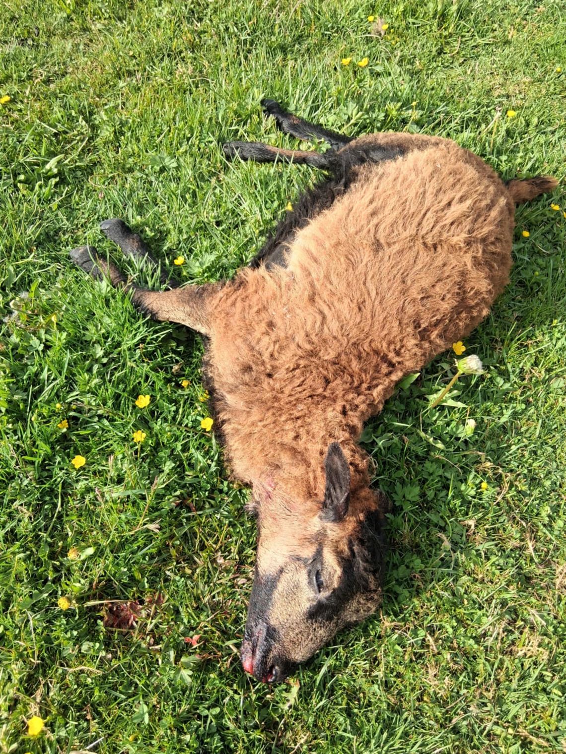 zagryziona owca w gospodarstwie w Nowym Wiecu