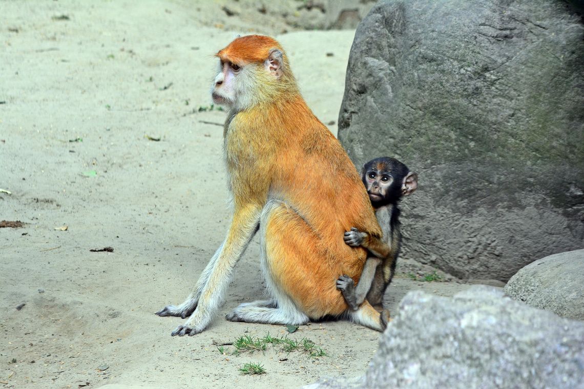 Baby boom w gdańskim zoo. Na wybiegach pojawiły się młode