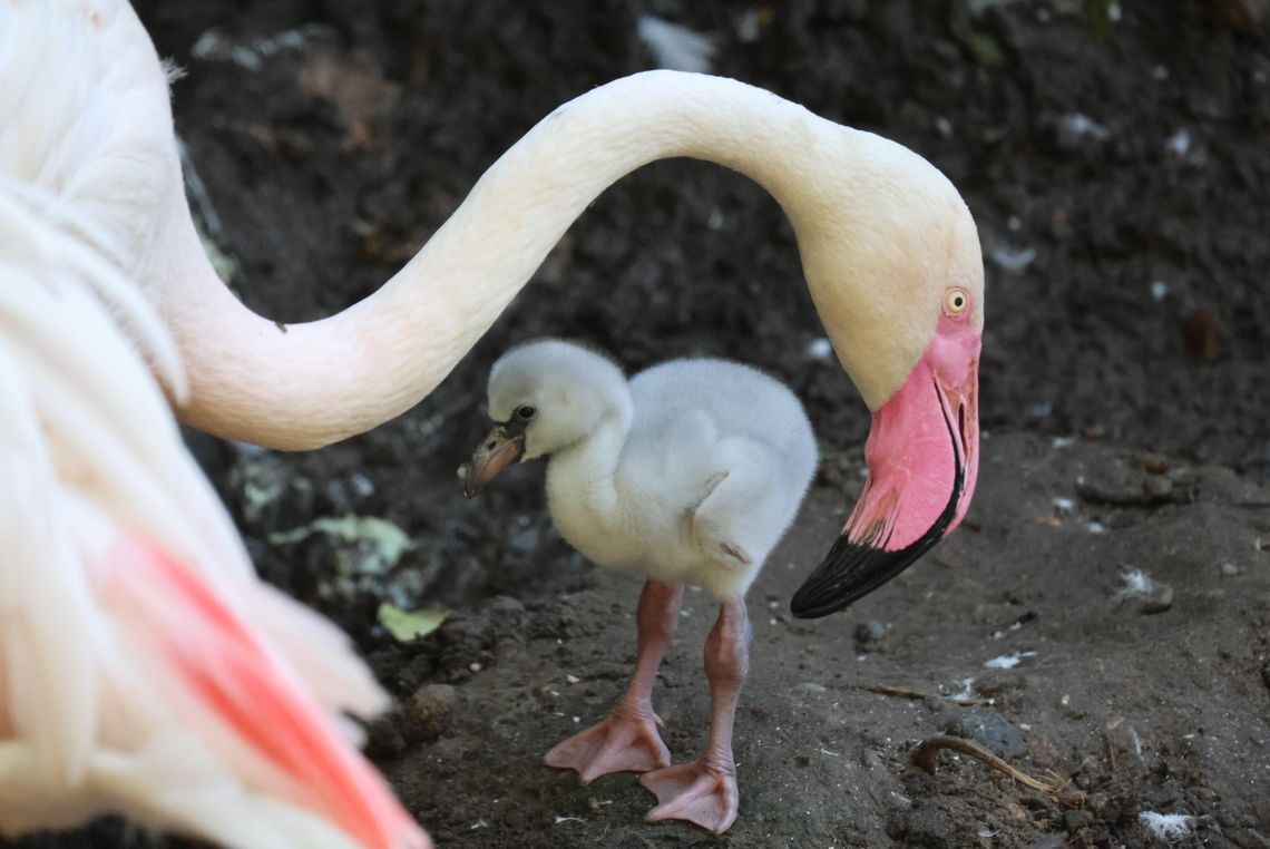 Baby boom w gdańskim zoo! Urodziły się flamingi i niezwykle rzadkie podgorzałki Baby boom w gdańskim zoo! Urodziły się flamingi i niezwykle rzadkie podgorzałki