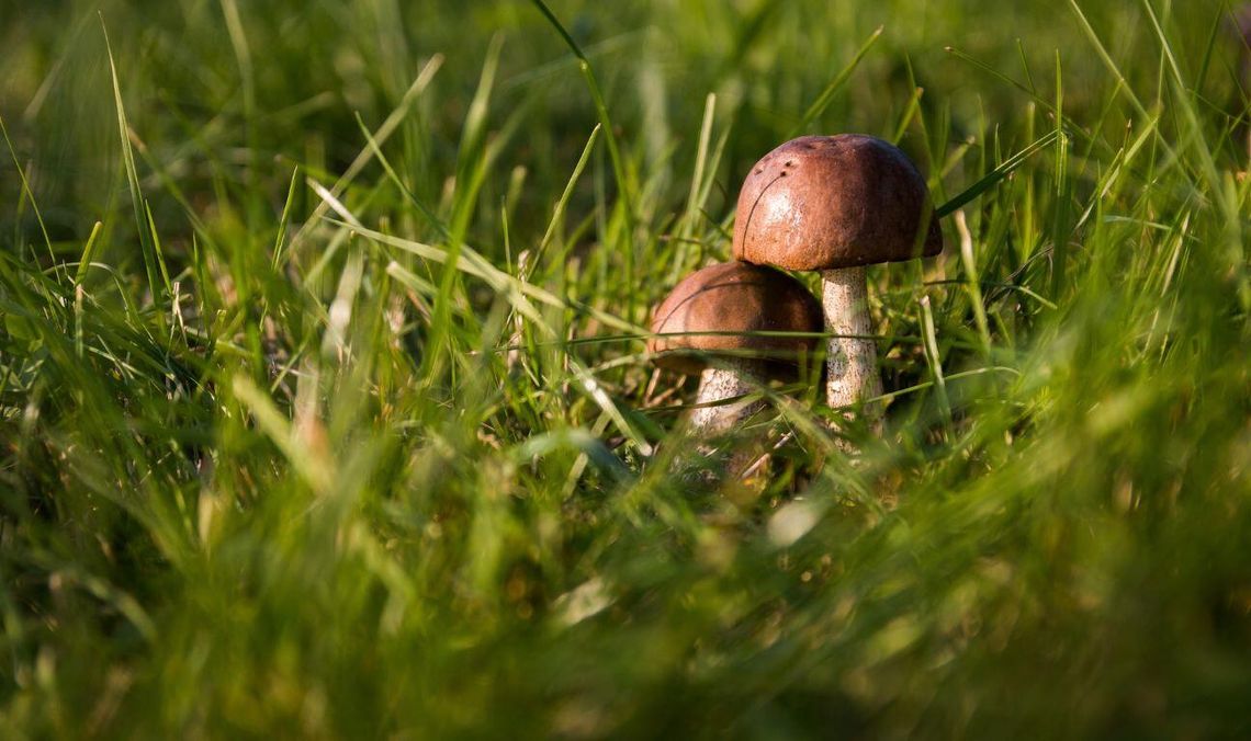 Gdzie na grzyby w lipcu 2025? Kurki już są, borowiki i podgrzybki będą lada dzień