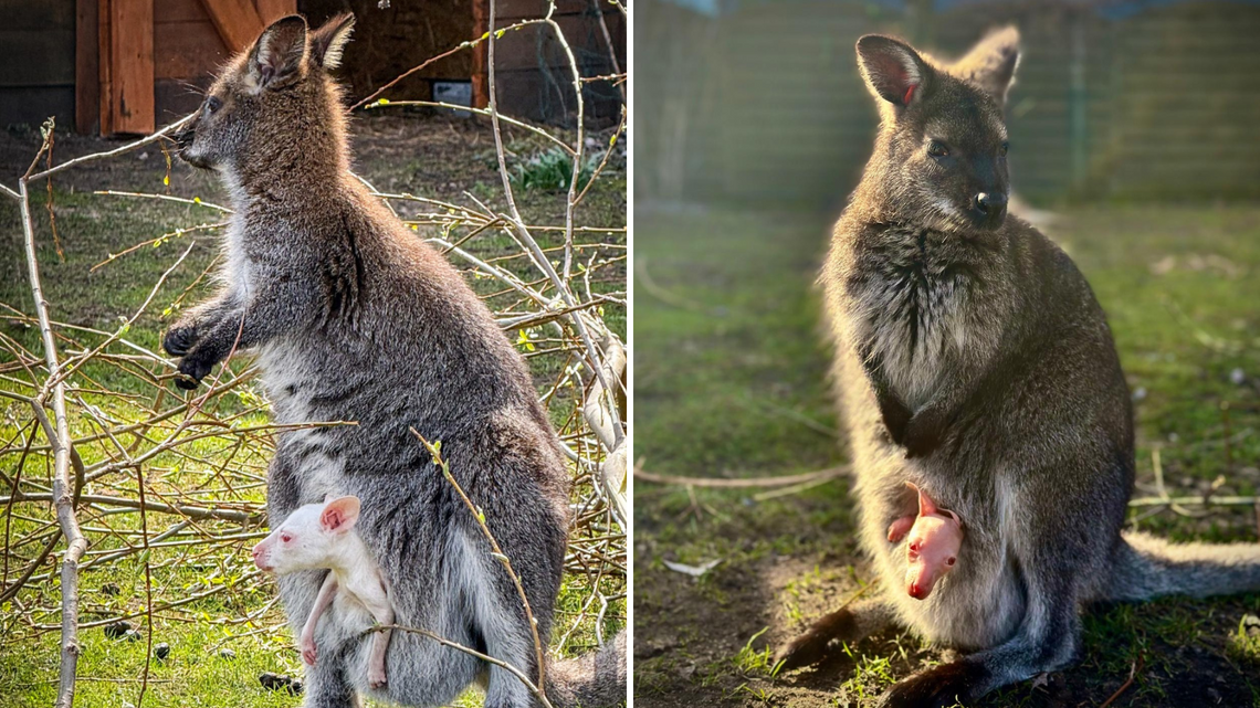 Lemur Park, biału kangur