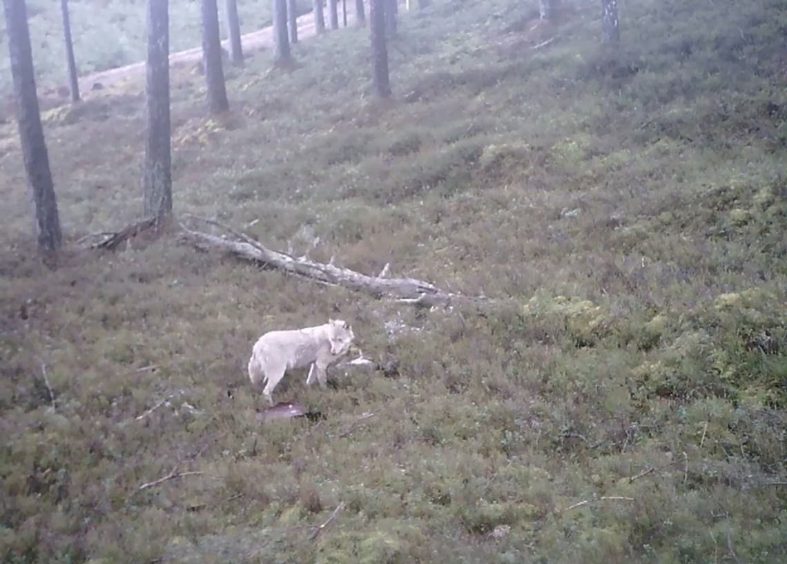 Biały wilk na Pomorzu? To byłaby sensacja! Leśnicy pokazali nagranie