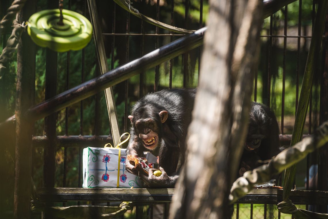 Światowy Dzień Szympansa, zoo Gdańsk, 2023