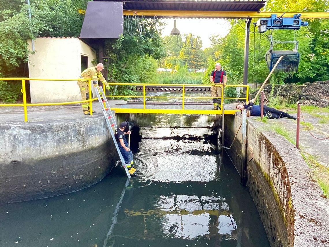 akcja ratunkowa bobra w Gdańsku