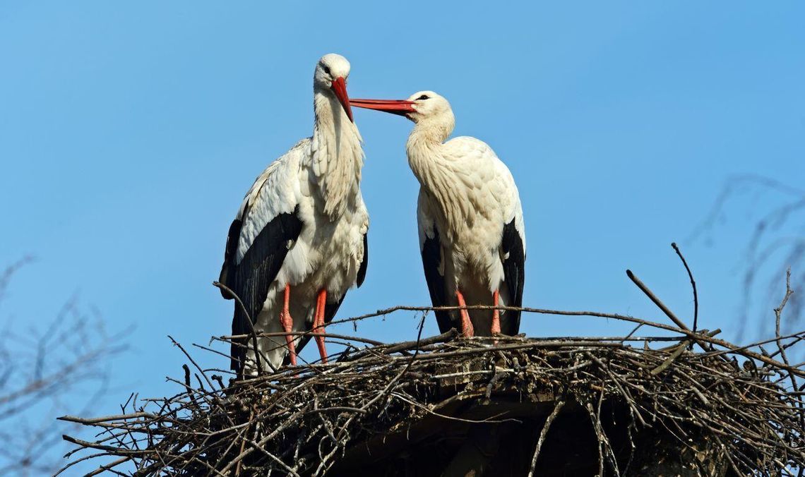 Bociany wracają do Polski. A to oznacza, że zbliża się wiosna Bociany