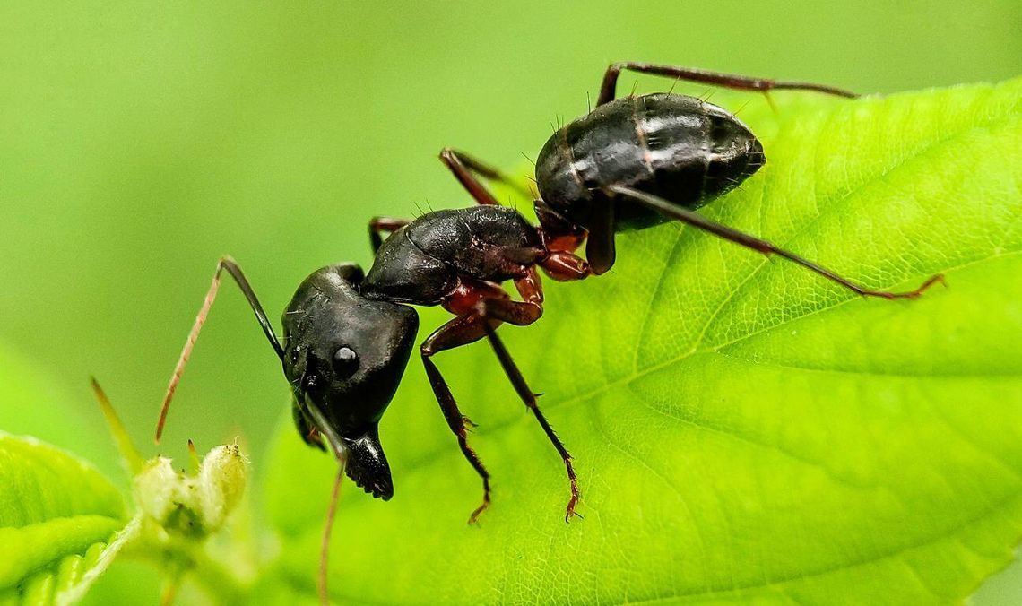 Budki dla ptaków, skrzynki dla nietoperzy na terenie przyszłej elektrowni jądrowej