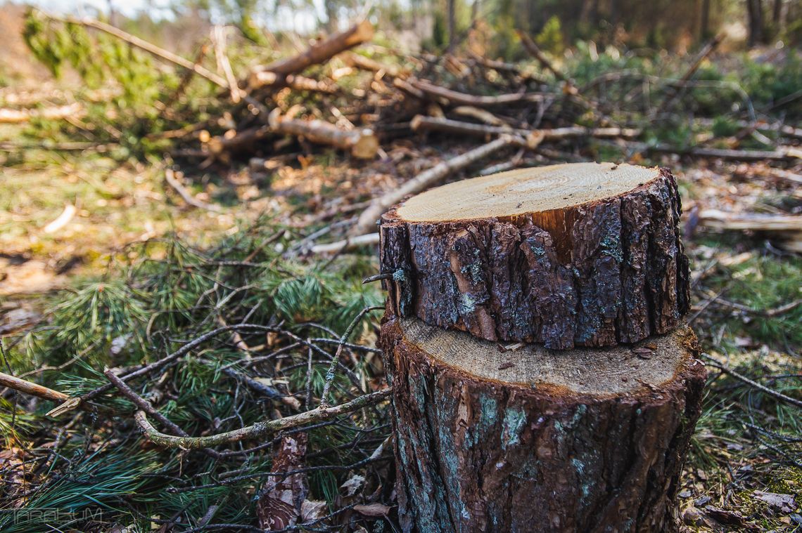 Były burmistrz Debrzna pójdzie do więzienia za wycinkę drzew?