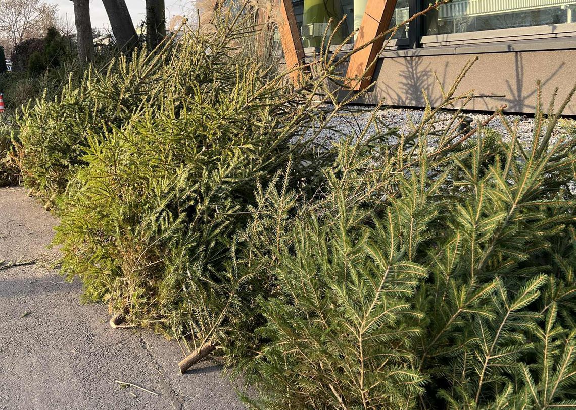 Oddaj krew i odbierz choinkę. Akcja „Choinka dla życia” trwa również na Pomorzu