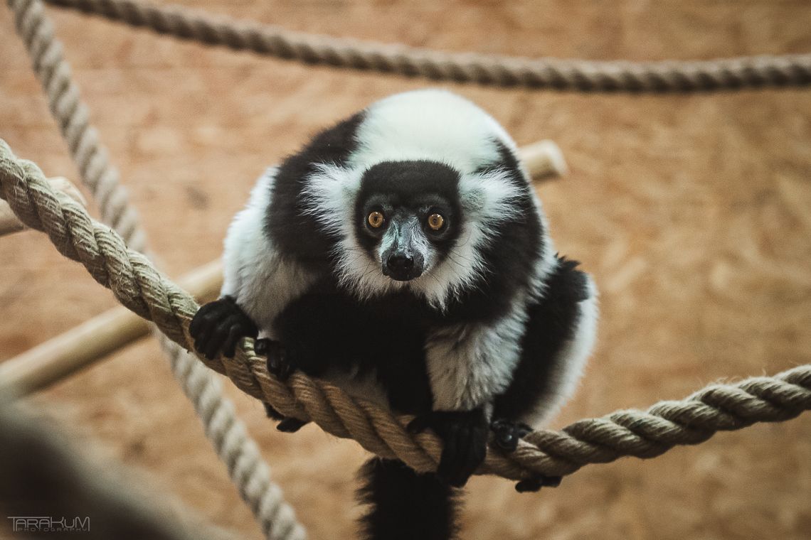 Lemury w zoo w Gdańsku