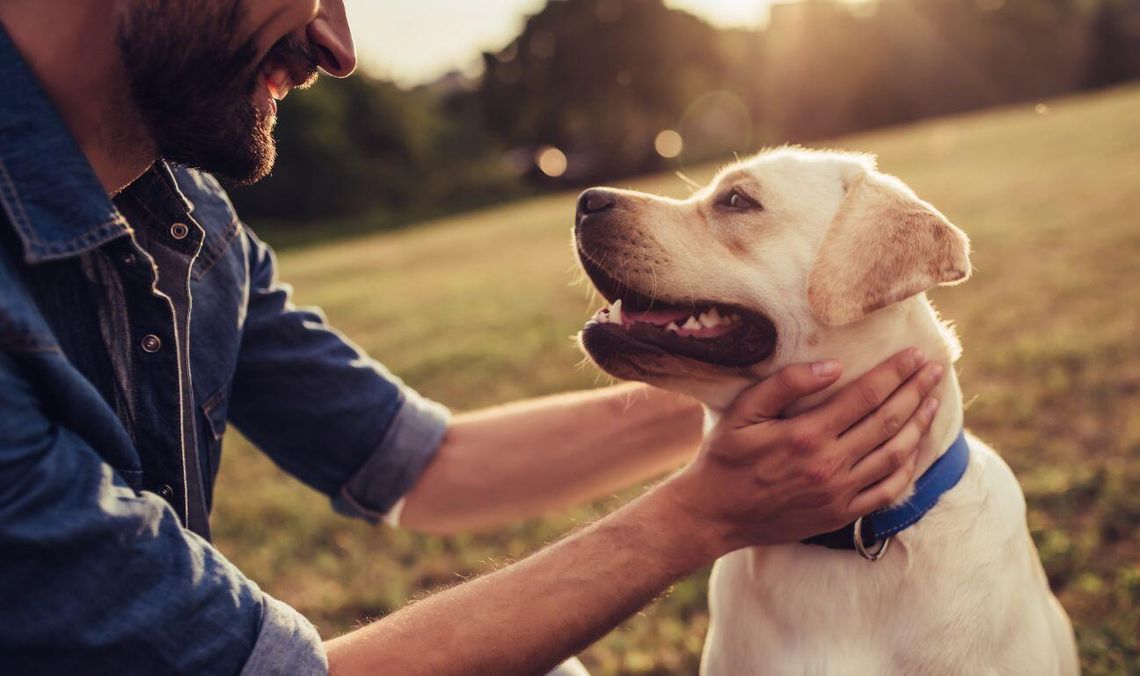 pies, czipowanie psów