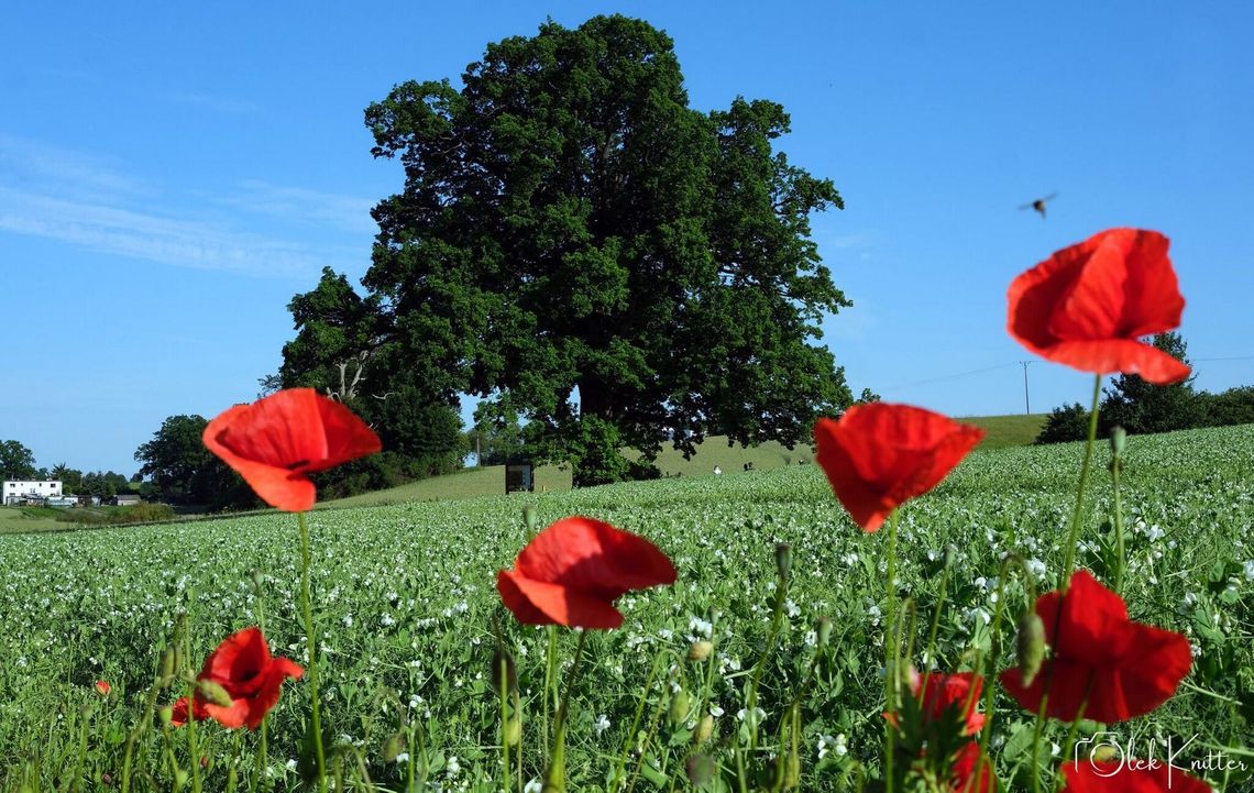 Dąb Aleksander z Jarcewa