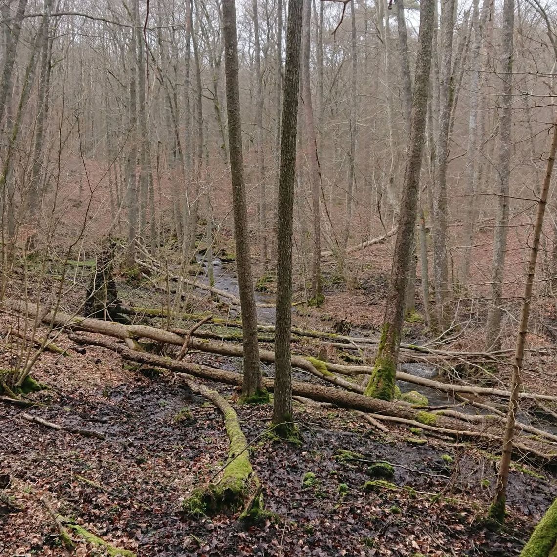 Dolina Zagórskiej Strugi rezerwatem przyrody. Co to oznacza dla spacerowiczów? Pomorze ma kolejny rezerwat przyrody. Co to oznacza dla spacerowiczów?