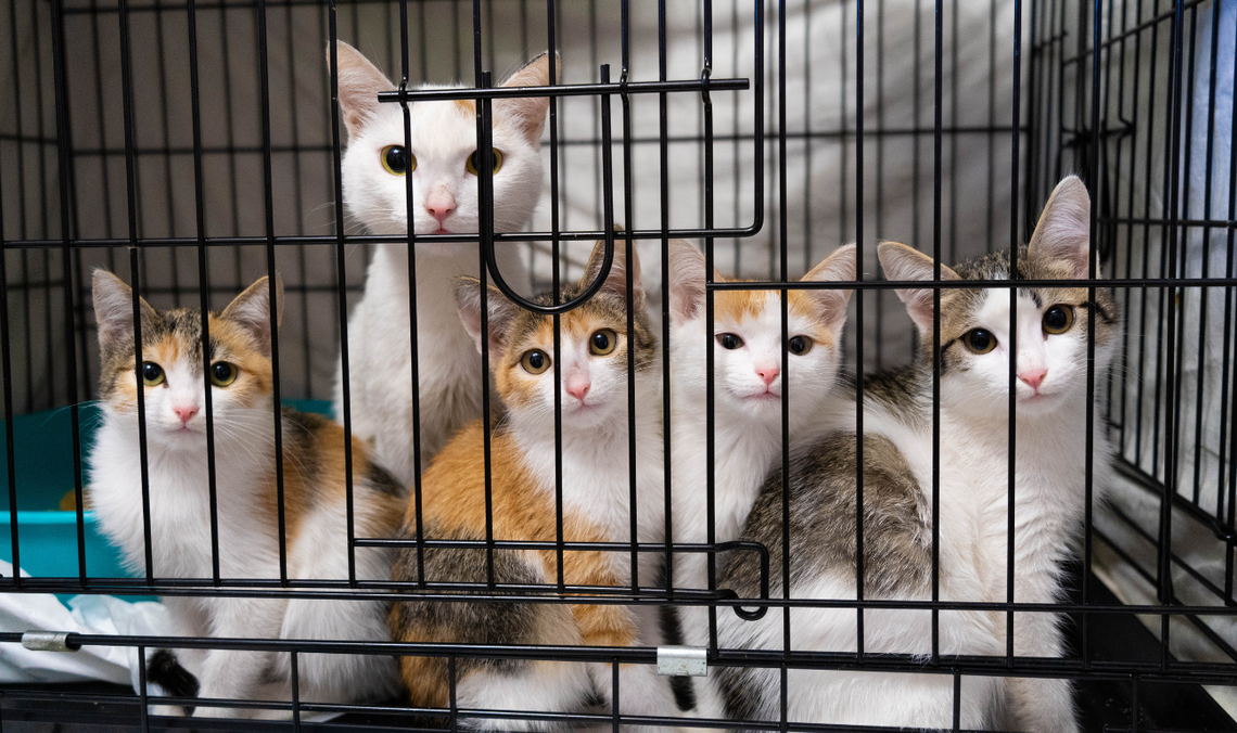 Dom Gdańskiego Kota coraz bliżej. Nowa inwestycja dla Promyka za 13 mln zł