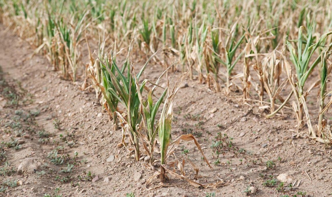 susza, zdjęcie ilustracyjne