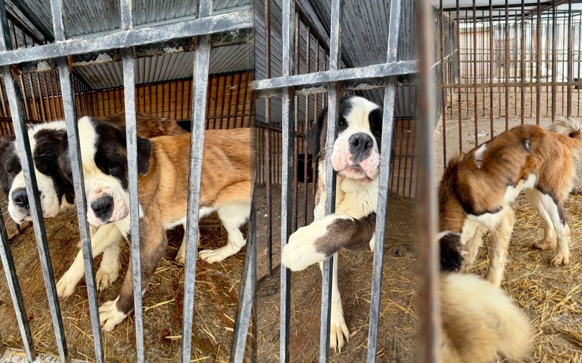 Dramat w hodowli bernardynów. W garażu znaleziono 16 zagłodzonych psów