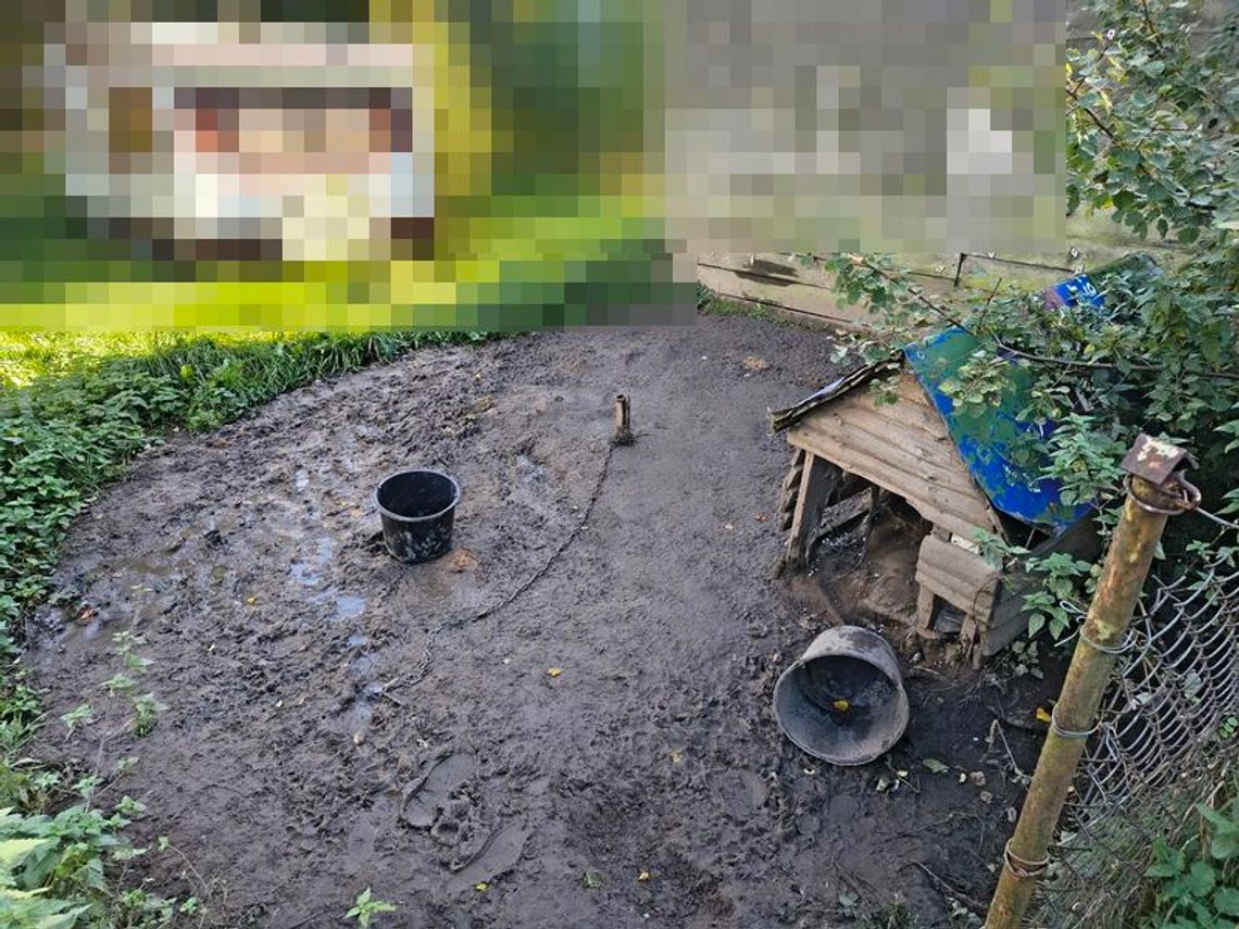 Dramat zwierząt. Policja i OTOZ Animals odebrały trzy psy przebywające w koszmarnych warunkach Dramat zwierząt. Policja i OTOZ Animals odebrały trzy psy przebywające w koszmarnych warunkach