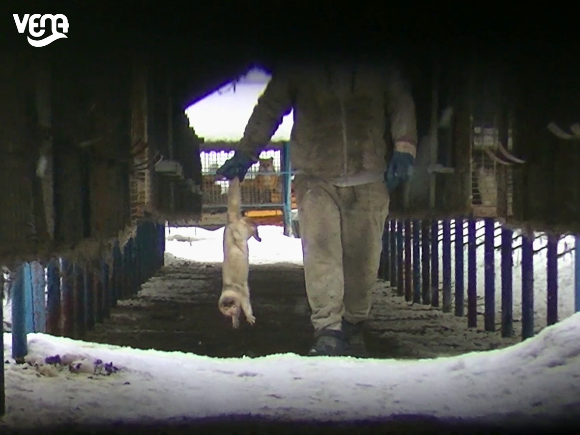 drastyczne traktowanie zwierząt na fermie norek i lisów w Leźnie