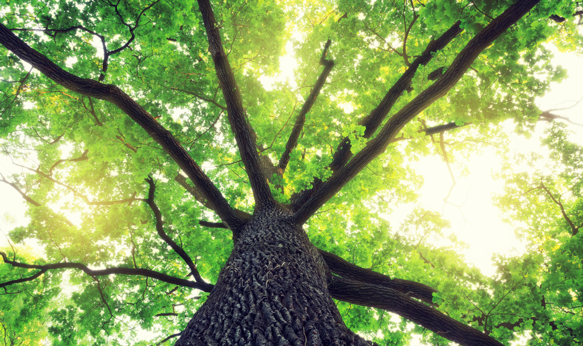 Drzewo z parku w Sztumie kandydatem na Pomnik Przyrody. Czeka na imię