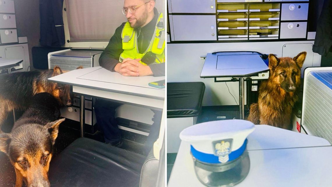 Dwa owczarki niemieckie biegały po trasie S6 koło Słupska. Policja wstrzymała ruch Słupsk: Dwa owczarki niemieckie biegały po trasie S6. Policja wstrzymała ruch