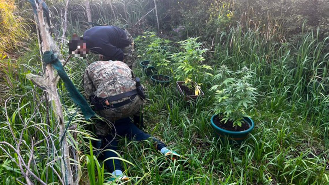 Dwaj mężczyźni zatrzymani za nielegalną uprawę konopi w lesie, na trenie gminy Ustka Dwaj mężczyźni zatrzymani za nielegalną uprawę konopi w lesie, na trenie gminy Ustka