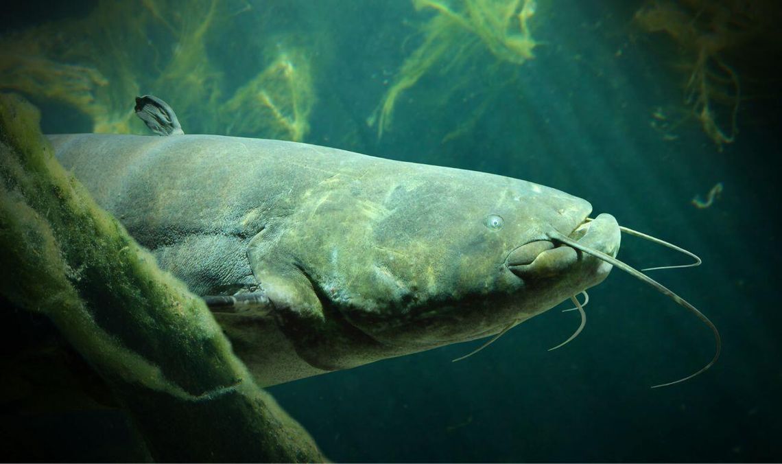 Dwumetrowy sum w rzece Słupi! Czy Pomorze czeka inwazja gigantów?